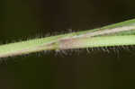 Wiry panicgrass